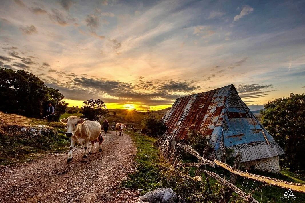 Cattle on a gravel track by a traditional wooden house in the highlands