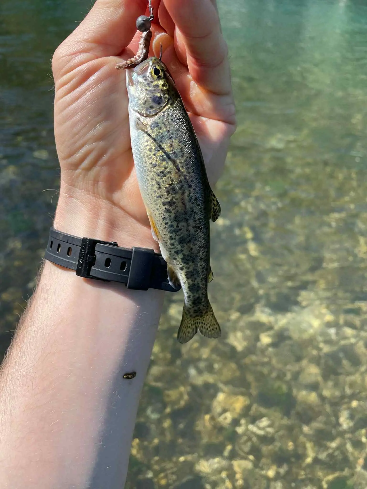 A freshly caught trout by the riverbank