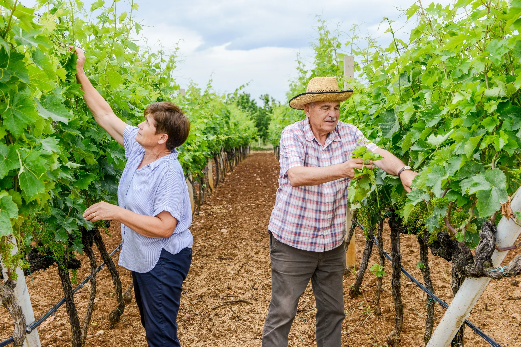 Local winegrowers in their vineyard in Herzegovina